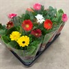 GERBERA 9 CM MIX 1X12