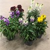 ERYSIMUM 12 CM HYBRID 1X10