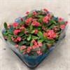 EUPHORBIA  6 CM MILII RÖD  1X12
