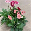 GERBERA 15 CM PATIO MIX MÅLSTA