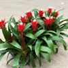 GUZMANIA 12 CM RÖD-VIT 1X10