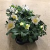 HELLEBORUS 12 CM CHRISTMAS CAROL 1x10