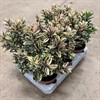 HEBE 12 CM TRICOLOR 1X6