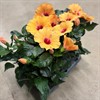 HIBISCUS 13 CM APRICOS VECKANS