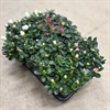 AZALEA 13 CM MIX 1X8
