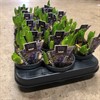HYACINT  9 CM MULTIFLORA BLÅ 1X18