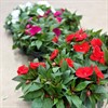 IMPATIENS 12 CM NYA GUINEA  1X10