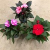 IMPATIENS 12 CM NYA GUINEA  1X10