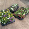 MILLION BELLS 12 CM TRIXI MIX DOUBEL