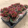 KALANCHOE 10,5 CM LILA ENKEL