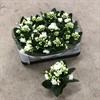 KALANCHOE  6 CM MINI VIT DUBBEL 1X12