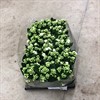 KALANCHOE 9 CM VIT 1X18