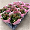 KALANCHOE 10,5 CM CERIS DUBBEL