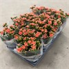 KALANCHOE 10,5 CM APRIKOS DUBBEL