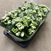 KALANCHOE 15 CM VIT DUBBEL 1X6