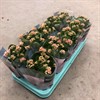 KALANCHOE 10 CM APRICOT SERENITY 1X10