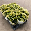 KALANCHOE 10,5 CM GUL DUBBEL  1X12