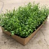LOBELIA 8 CM HÄNG BLÅ MÅLSTA 1X24