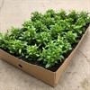 LOBELIA 8 CM KANT BLÅ MÅLSTA 1X24