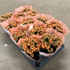 KALANCHOE  10,5 CM ORANGE DUBBEL 1X12