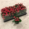 J14 KALANCHOE 9 CM RÖD DUBBEL 1X18