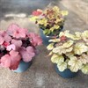 HEUCHERA 18 CM MÅLSTA