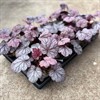 HEUCHERA 12 CM SHANGHAI
