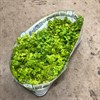 LYSIMACHIA 11 CM GOLDILOCKS 1X10