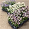 NEMESIA 11 CM DK 1X10
