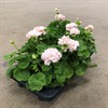 PELARGON 12 CM MÅRBACKA ROSA MÅLSTA 1X6