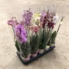 PHALAENOPSIS 12 CM SWEDEN MIX 55 CM  1X10