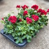 PELARGON 12 CM HÄNG DARKRED 1X6