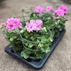 PELARGON 12 CM HÄNG PINK BICOLOR 1x8