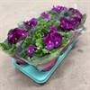 PRIMULA 12 CM OBC.TOUCH ME PURPUR 1X8