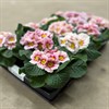 PRIMULA 10,5 CM ROSA ÄPPELBLOM