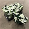 PRINCETTIA 12 CM VITA 1X8