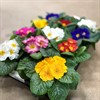 PRIMULA 11 CM  MIX  1X12