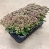 SEDUM 13 CM ROSE CHARM 1x8