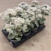 SEDUM 14 CM LA`VIE ROSE