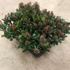 SKIMMIA 19 CM RÖD RUBELLA 1X6