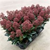 SKIMMIA 15 CM RÖD RUBELLA 1X6