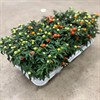 SOLANUM 12 CM  PSEUDOC, 1X10