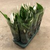 SPATHIPHYLLUM 13 CM STRAUSS VECKANS