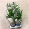 SPATHIPHYLLUM 12 CM TORELLI  1X10