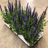 SALVIA 13 CM NEMOROSA BLÅ 1X8