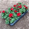 SURFINA 12 CM RÖDA MÅLSTA 1x8