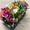 ZANTEDESCHIA 11 CM MIX 1X10