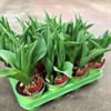 TULIPA 11 CM RÖD-GUL 1X11