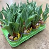 TULIPA 11 CM GUL 1X11