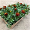 TAGETES 8 CM SAFARI RED MÅLSTA